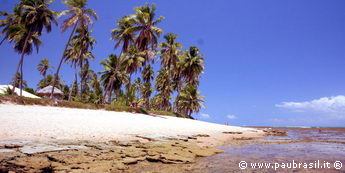 Pau Brasil  - Praia do Forte - Spiaggia