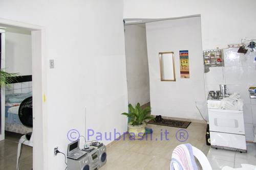 Pau Brasil Foto