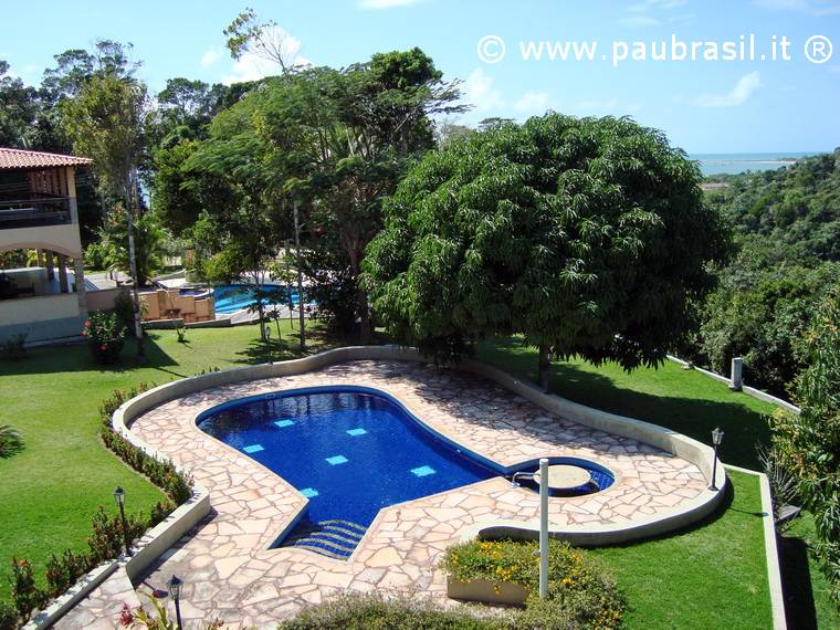 Pau Brasil Foto